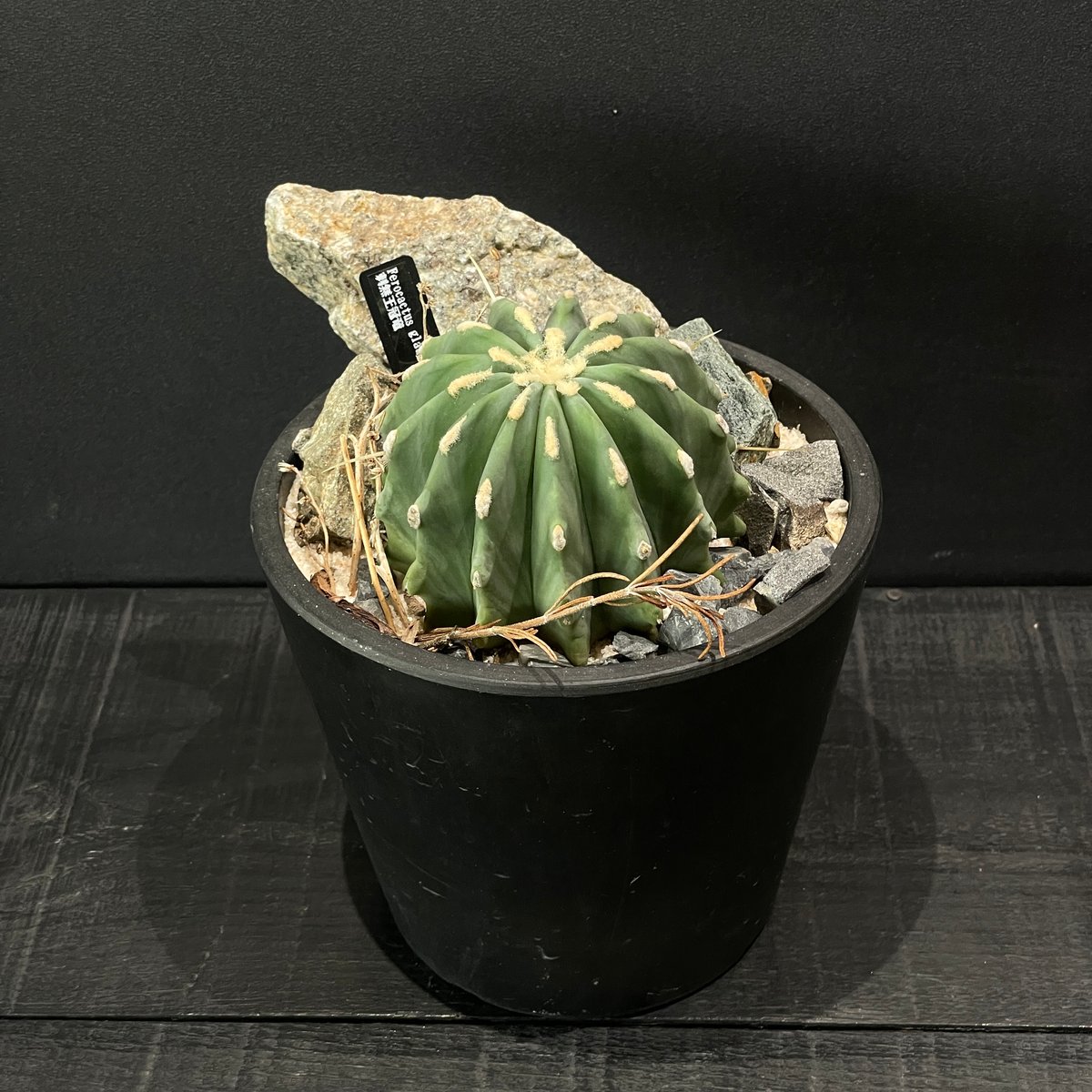 【４分頭】棘無王冠竜【王冠竜（フェロカクタス属）の突然変異種】【サボテン】 d239367bf9ccfb459d0628d3944eac