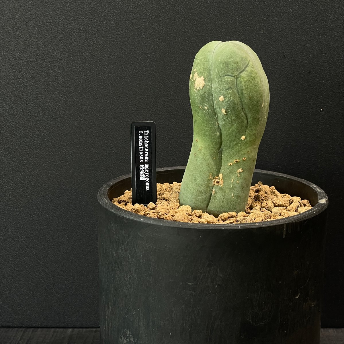 サボテン トリコケレウス 珍宝閣 × BLACK PLASTIC POT | 最終的