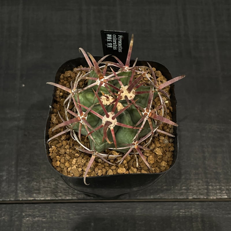 サボテン フェロカクタス 神仙玉 × プラ鉢 | 最終的にサボテン