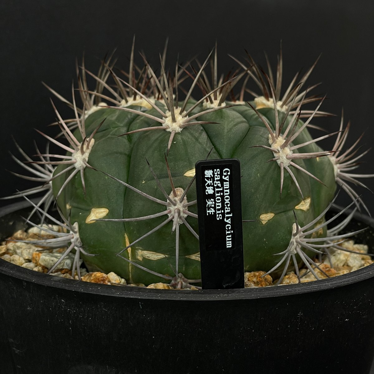 サボテン ギムノカリキウム 新天地 × BLACK PLASTIC POT | 最終的に