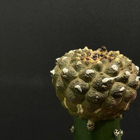 コピアポア | STORES