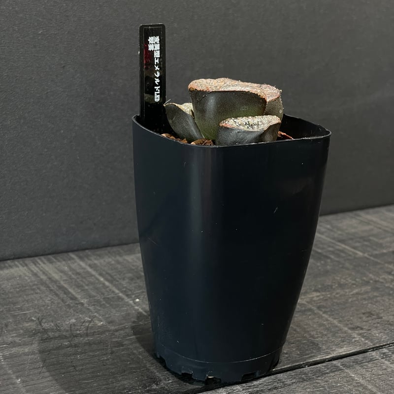 多肉植物 ハオルチア 翠雲 × プラ鉢 | 最終的にサボテン オンラインストア