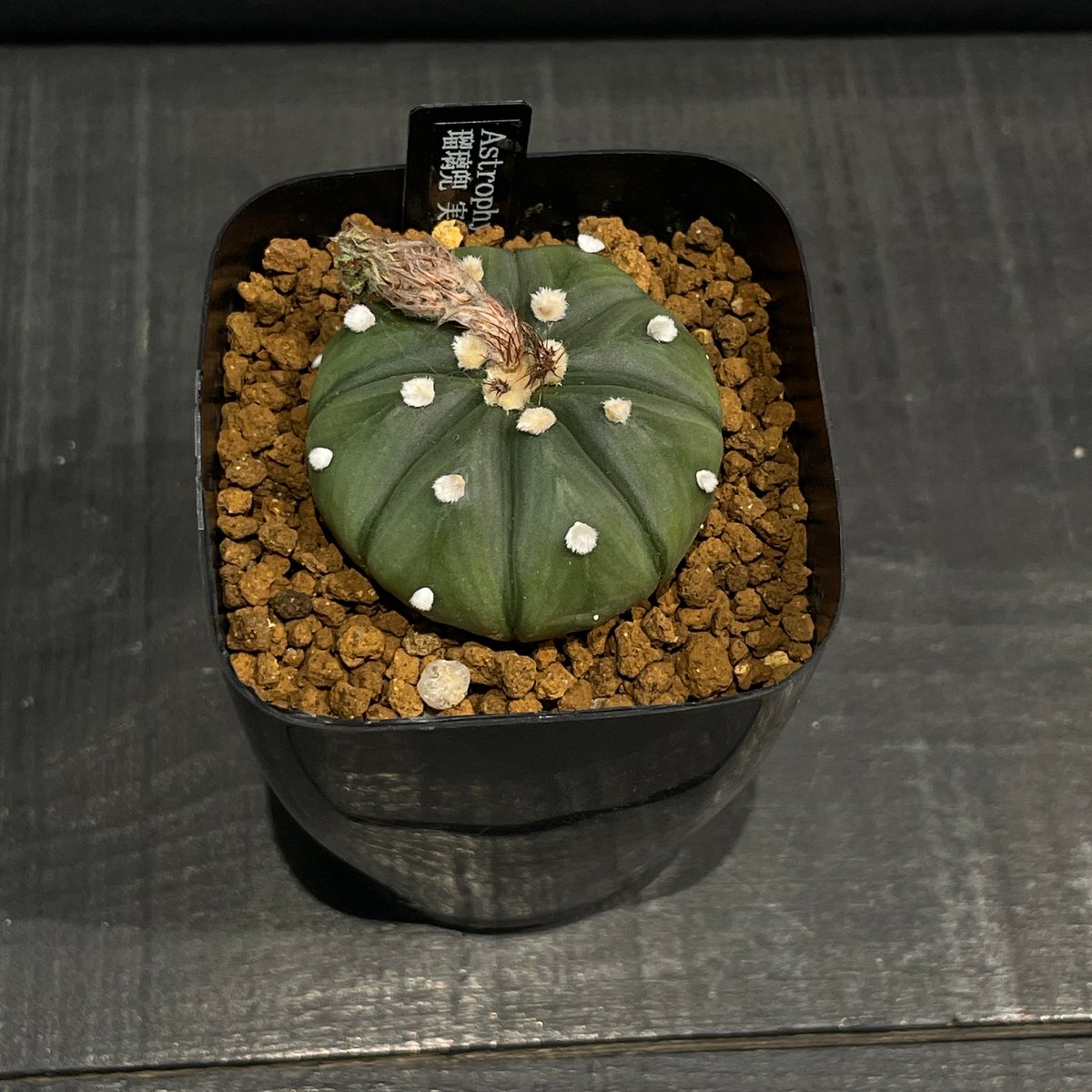 【確認用】42 rk3メキシコ輸入種子実生 墨斑瑠璃兜サボテン サボテン アストロフィツム 瑠璃兜 × プラ鉢 | 最終的にサボテン