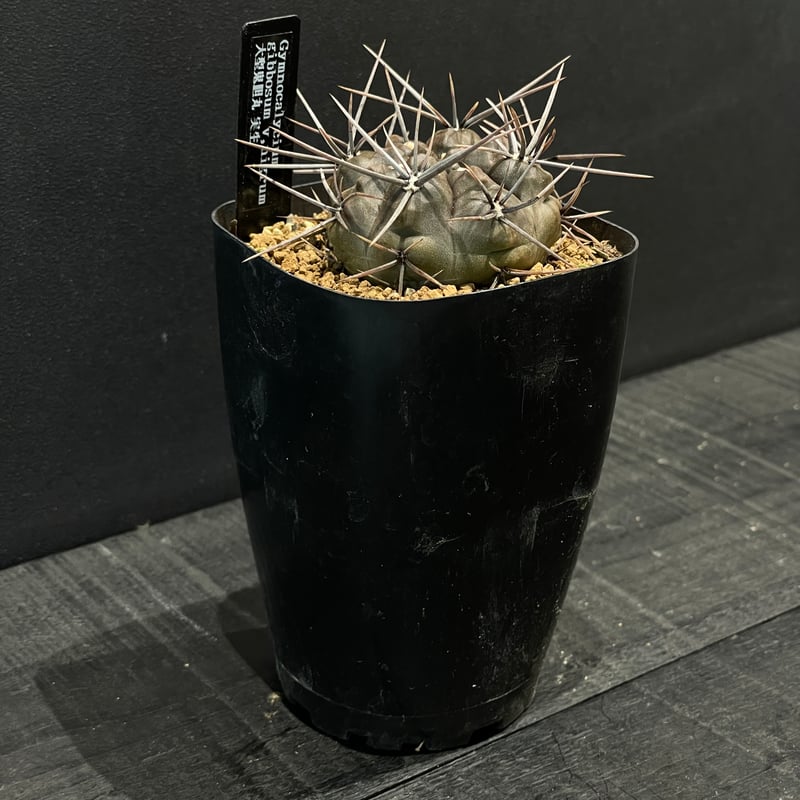 サボテン ギムノカリキウム 大型鬼胆丸 × プラ鉢 | 最終的にサボテン