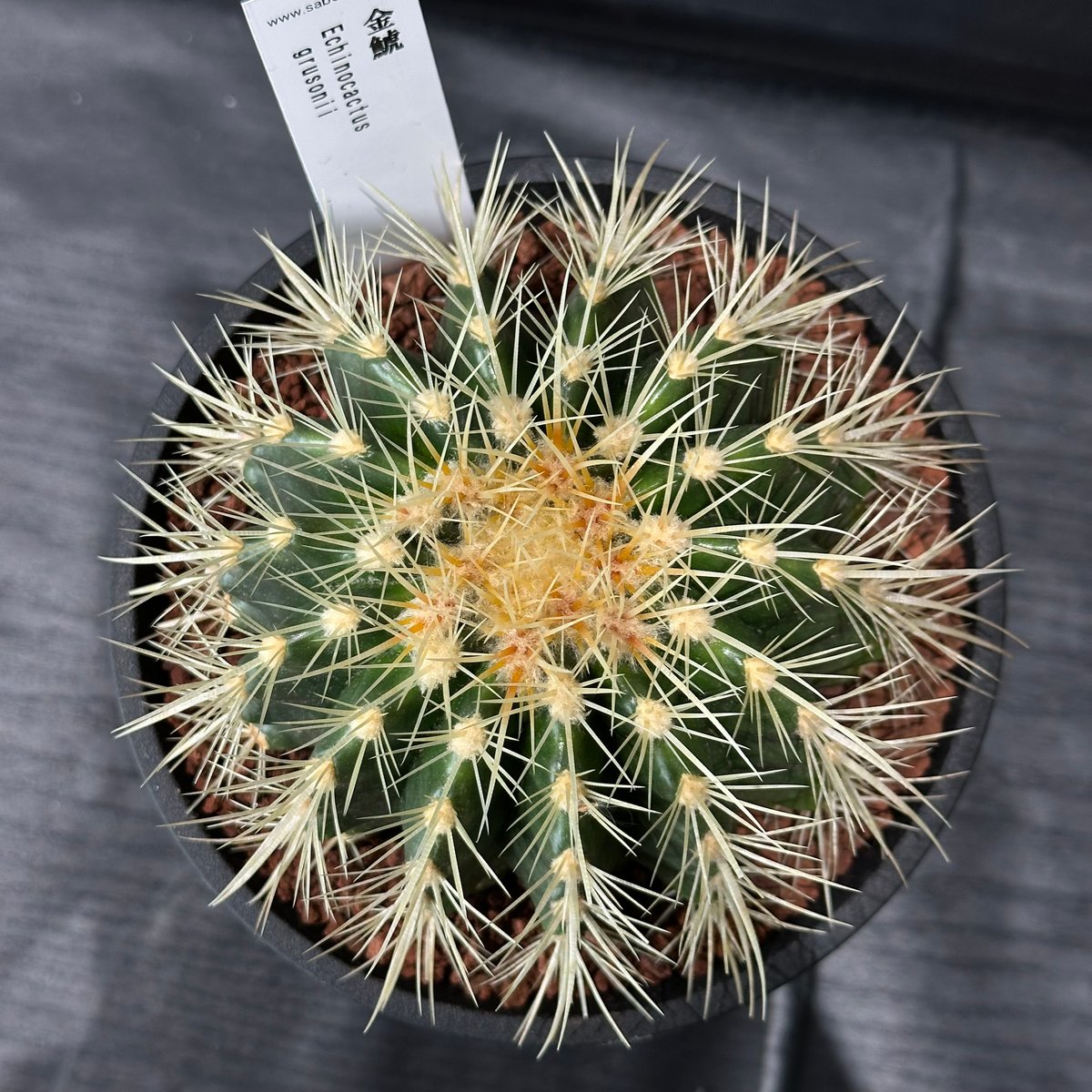 お祝いサボテン】金運サボテン 金鯱 ※ランダム発送 | 最終的に