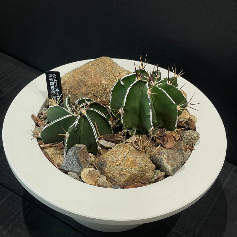 サボテン アストロフィツム 白条裸般若 × HABITAT STYLE | 最終的に