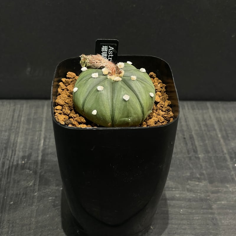 サボテン アストロフィツム 瑠璃兜 × プラ鉢 | 最終的にサボテン