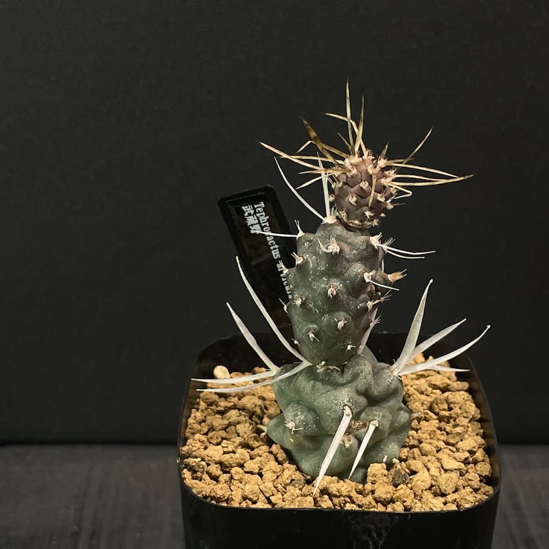 サボテン テフロカクタス 武蔵野 × プラ鉢 | 最終的にサボテン