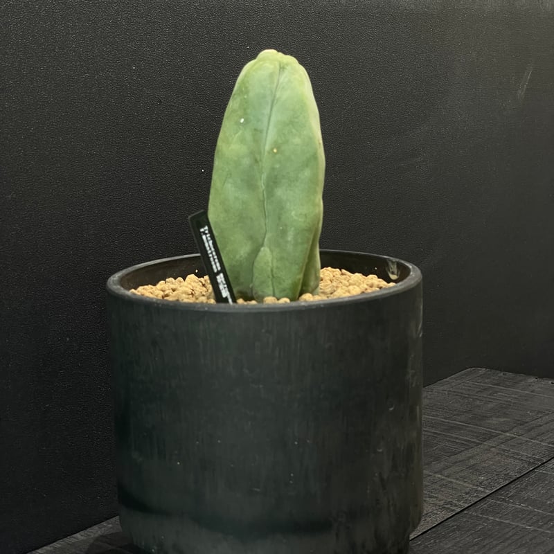 サボテン トリコケレウス 珍宝閣 × BLACK PLASTIC POT | 最終的に