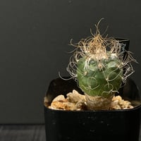 コーデックス ユーフォルビア アブデルクリ ”ダマスク” 接ぎ木 × BLACK