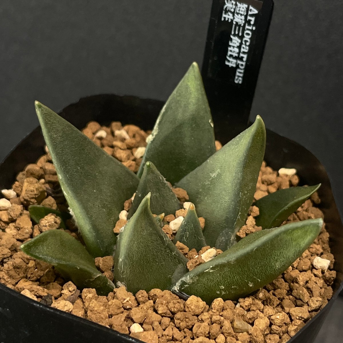 サボテン アリオカルプス 短疣三角牡丹 × プラ鉢 | 最終的にサボテン