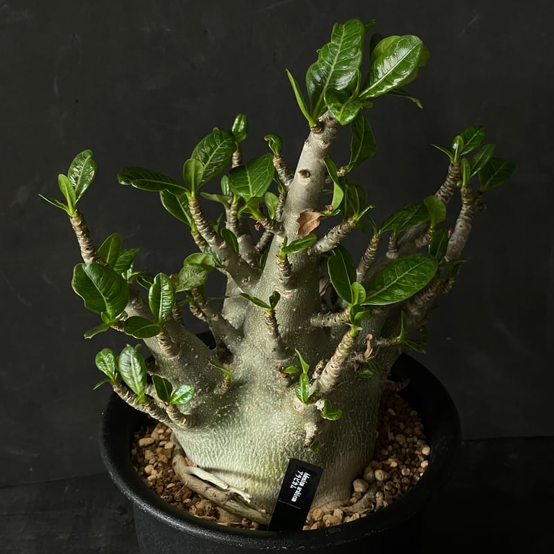 塊根植物 アデニウム アラビカム × プラ鉢 | 最終的にサボテン