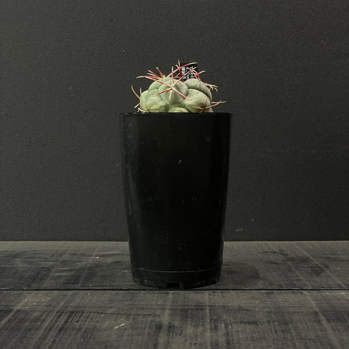 サボテン テロカクタス 緋冠竜 × プラ鉢 | 最終的にサボテン