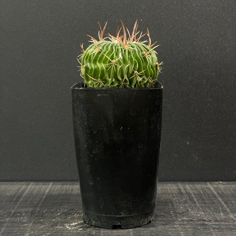サボテン エキノフォスロカクタス 振武玉×千波万波 × プラ鉢 | 最終的