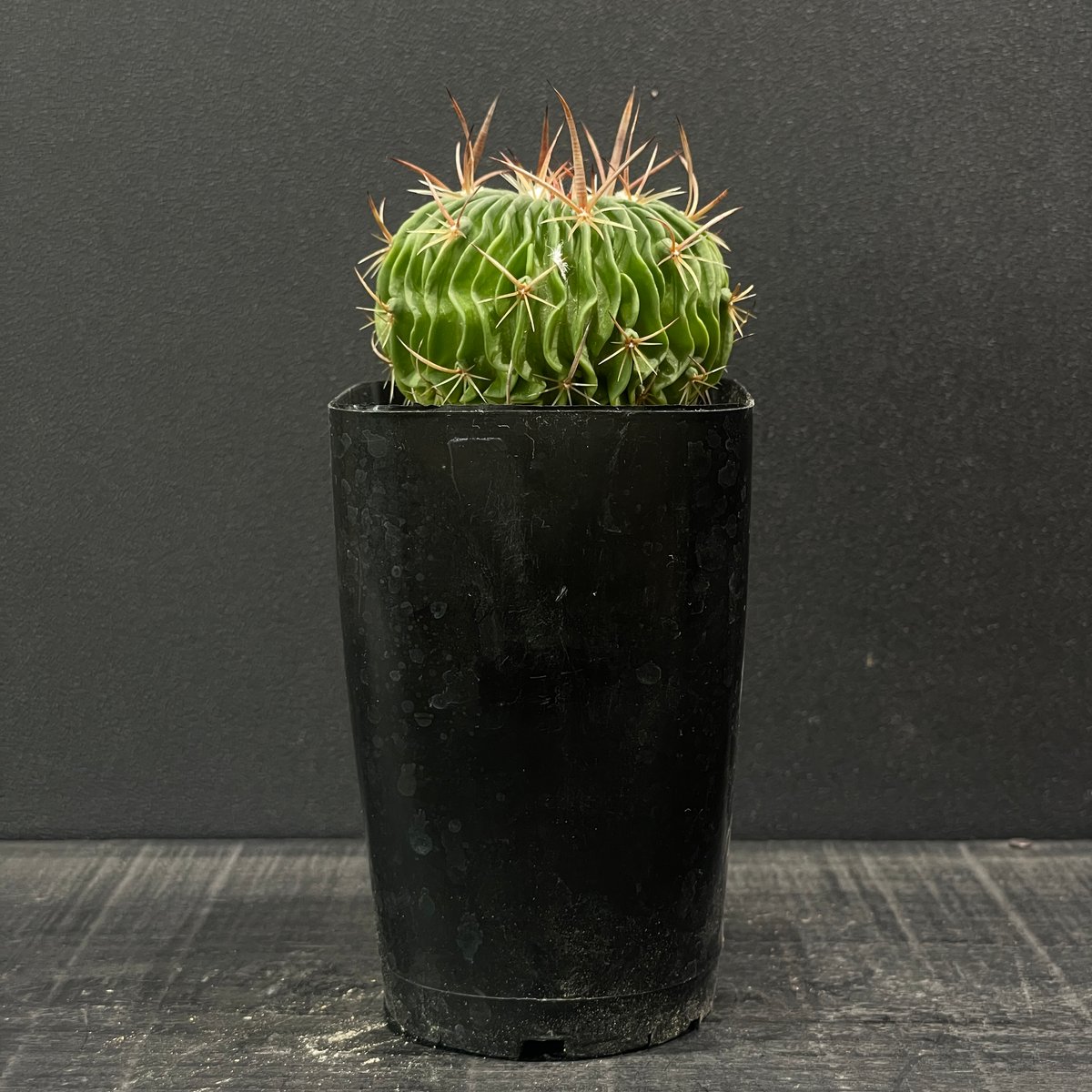 サボテン エキノフォスロカクタス 振武玉×千波万波 × プラ鉢 | 最終的