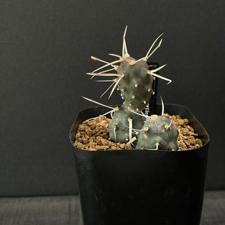 テフロカクタス | STORES