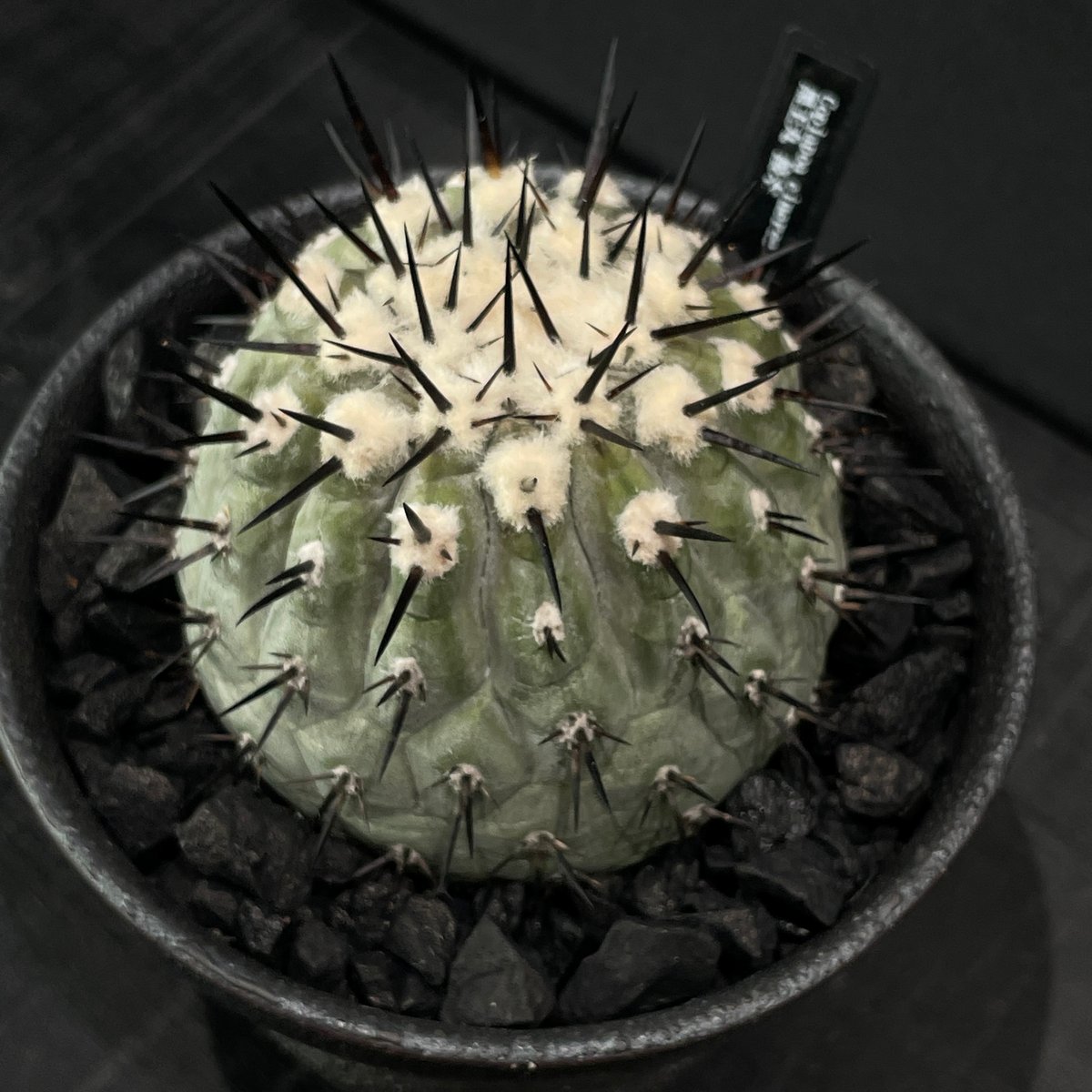 コピアポア　黒王丸　hb　大株　接降 サボテン コピアポア 黒王丸（接ぎ降ろし） × 山元一真 作家鉢