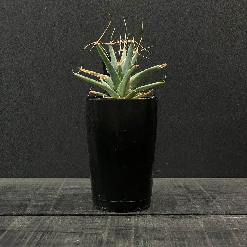 晃山　大株　作家鉢付き　レウクテンベルギア　プリンキピス サボテン レウクテンベルギア・プリンキピス 晃山 × プラ鉢 | 最終的に
