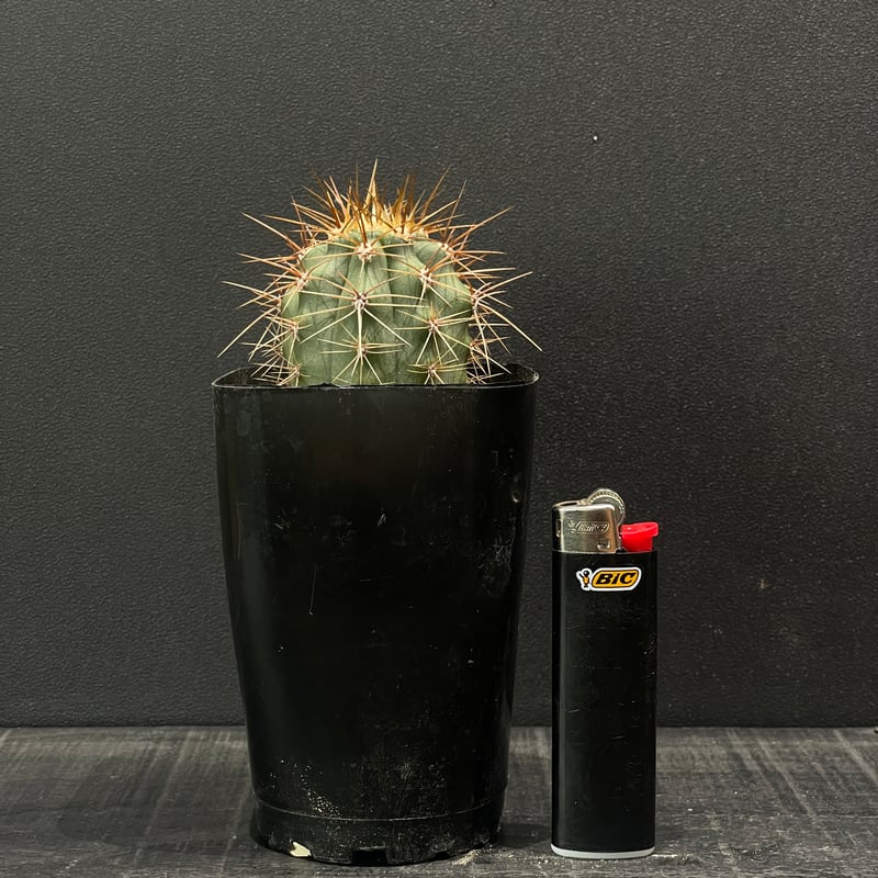 サボテン トリコケレウス パサカナ × プラ鉢 | 最終的にサボテン