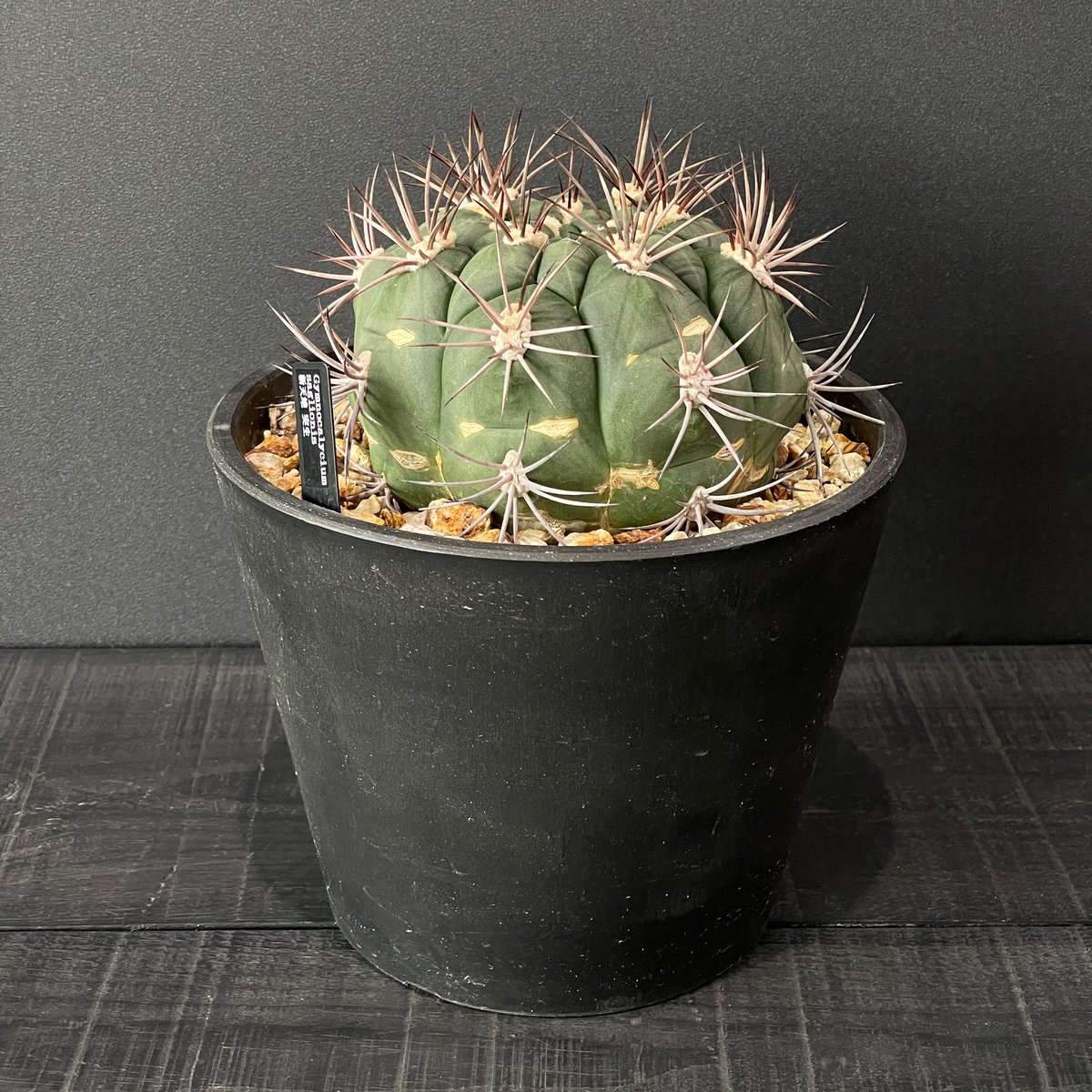 サボテン ギムノカリキウム 新天地 × BLACK PLASTIC POT | 最終的に