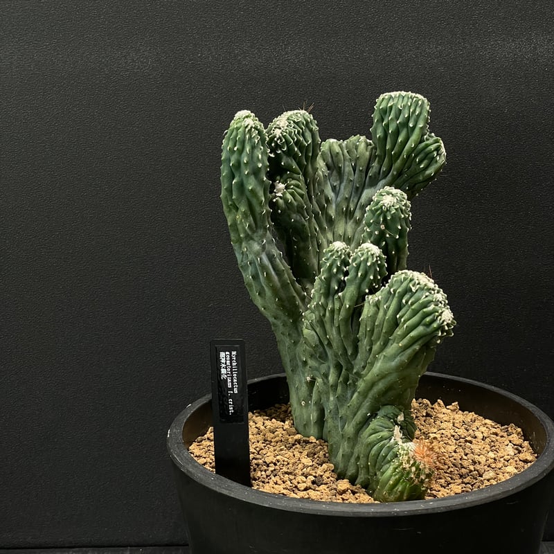 サボテン ミルチロカクタス 竜神木綴化 × BLACK PLASTIC POT | 最終的