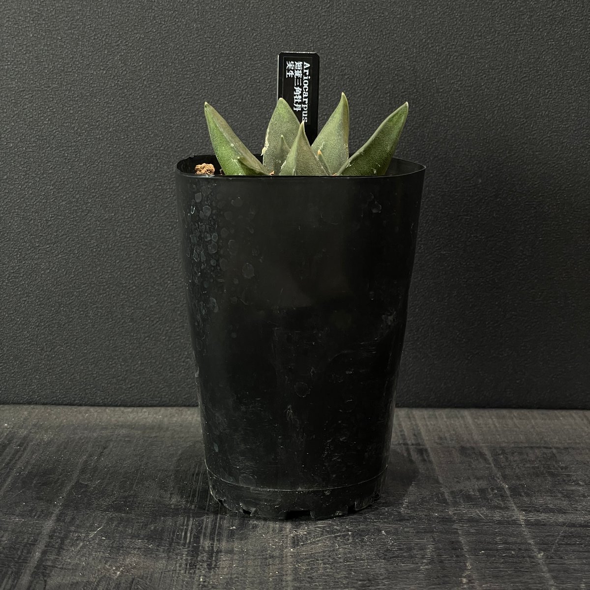 サボテン アリオカルプス 短疣三角牡丹 × プラ鉢 | 最終的にサボテン