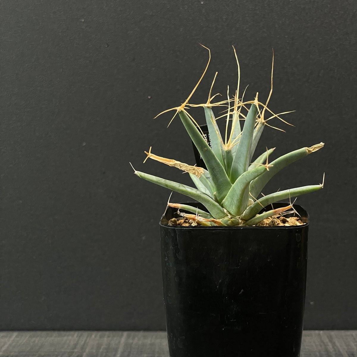 サボテン レウクテンベルギア・プリンキピス 晃山 × プラ鉢 | 最終的に