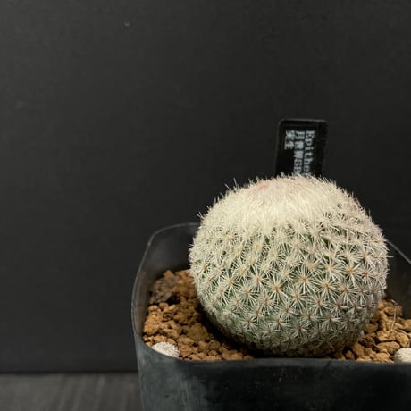 最終的にサボテン オンラインストア