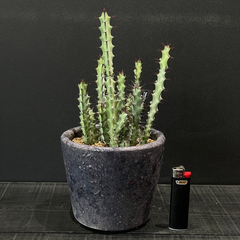 特大　ユーフォルビアsp 陶器鉢のまま発送　ハビタット　群生　コーデックス 塊根 コーデックス ユーフォルビア グリーンウェイ × 陶器鉢 | 最終的に