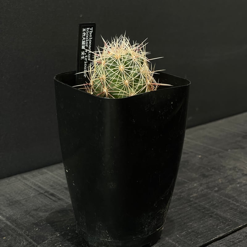 サボテン テロカクタス 五色大統領 × プラ鉢 | 最終的にサボテン