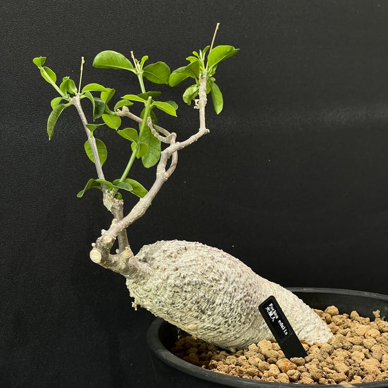 塊根植物 フォッケア エデュリス 火星人 × BLACK PLASTIC POT | 最終的