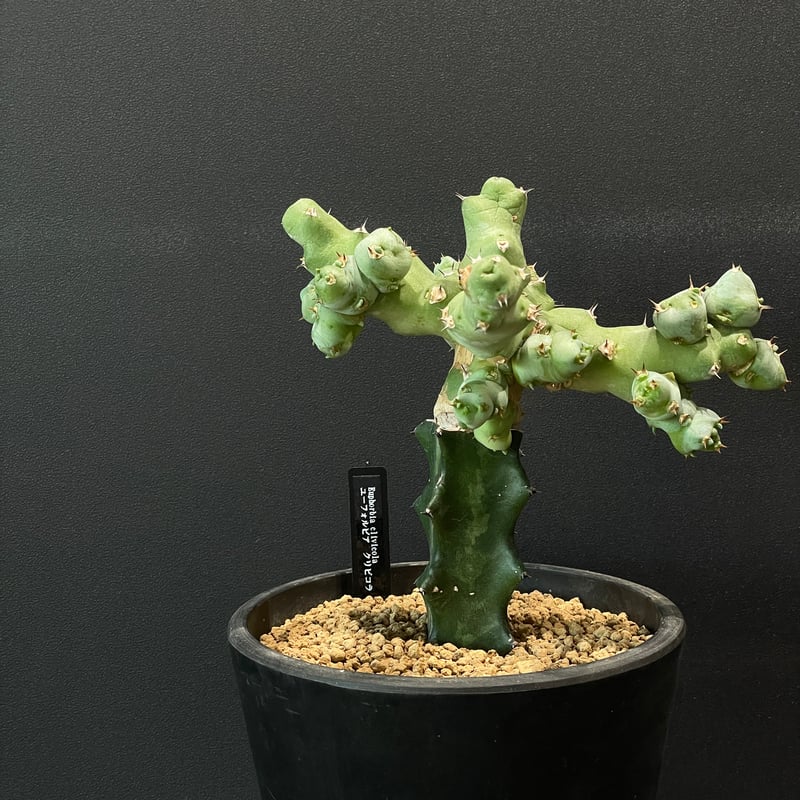 コーデックス ユーフォルビア クリピコラ 接ぎ木 × BLACK PLASTIC POT