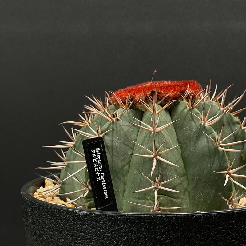 サボテン メロカクタス クルビスピナス × 樹脂鉢 | 最終的にサボテン