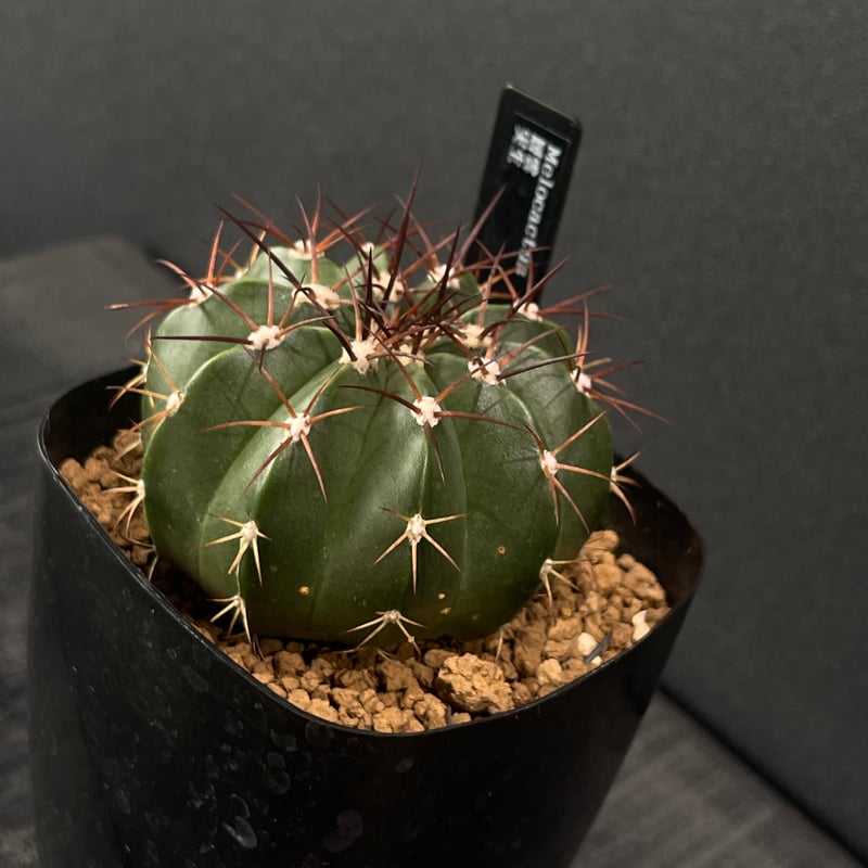 サボテン メロカクタス 層雲 × プラ鉢 | 最終的にサボテン オンライン