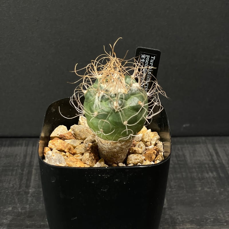 サボテン ツルビニカルプス 長城丸 × プラ鉢 | 最終的にサボテン