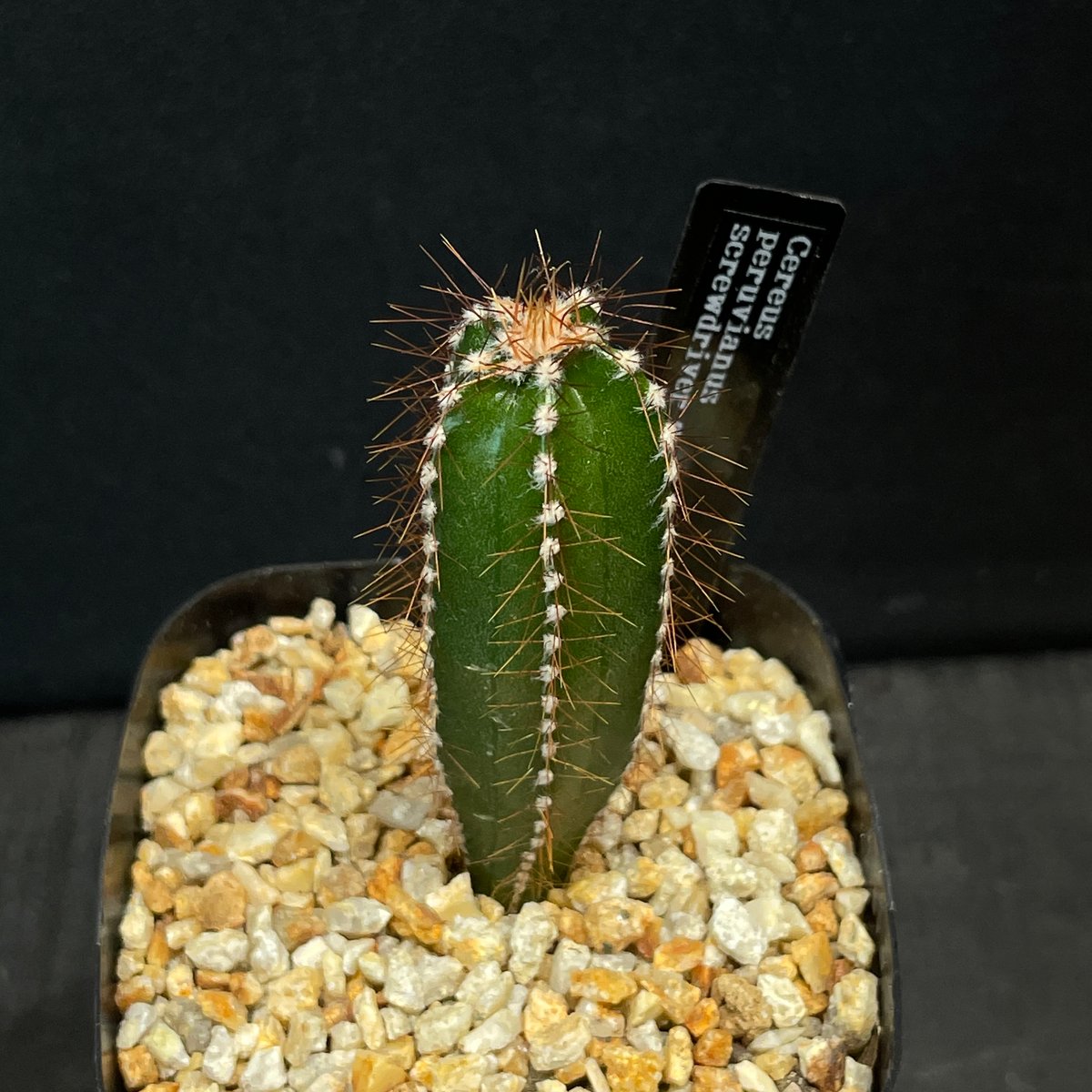 サボテン ケレウス スクリュードライバー × プラ鉢 | 最終的にサボテン