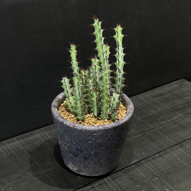 コーデックス ユーフォルビア グリーンウェイ × 陶器鉢 | 最終的に