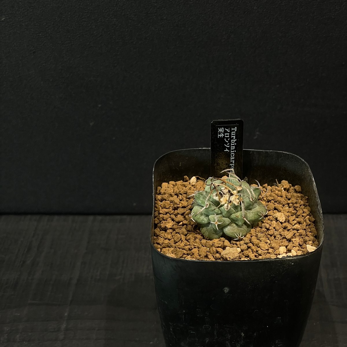 サボテン ツルビニカルプス アロンソイ × プラ鉢 | 最終的にサボテン