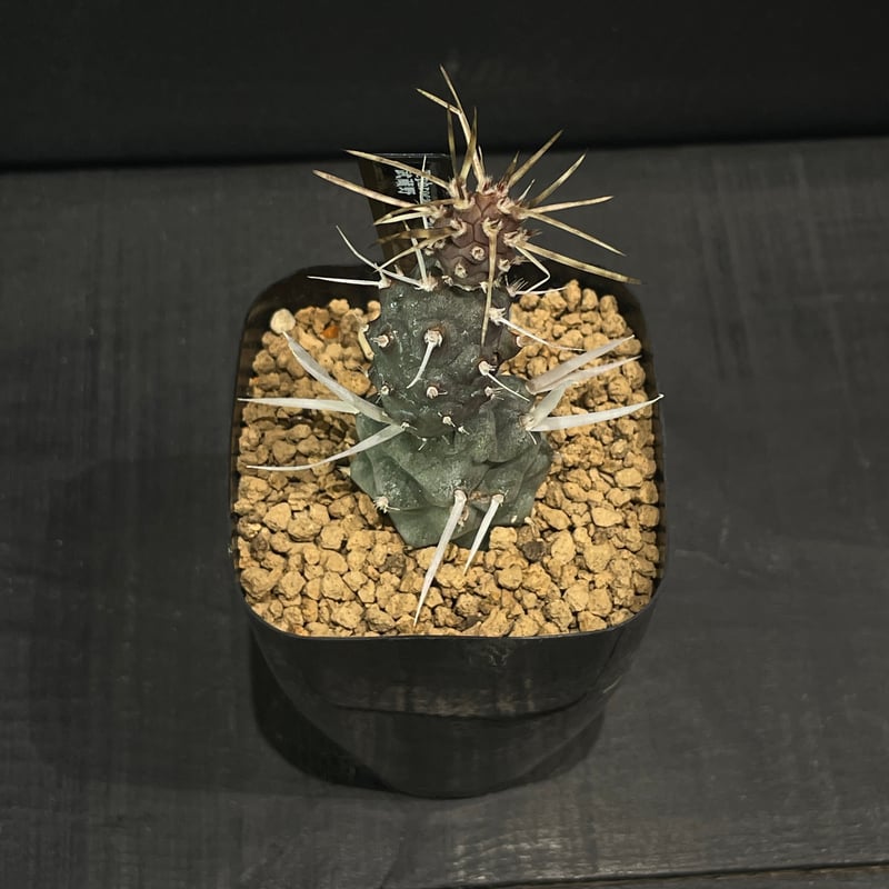 プテロカクタス、テロケファラフルセット＋テフロカクタス２０種おまけ Tephrocactus alexanderi【テフロカクタス・アレキサンデリ】 | RIMO'S