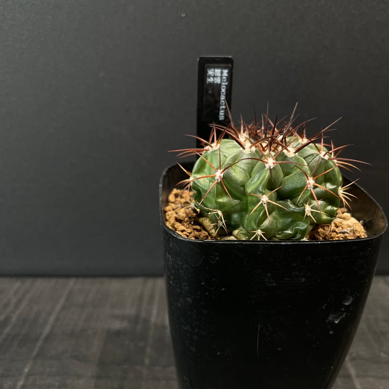 サボテン メロカクタス 層雲 × プラ鉢 | 最終的にサボテン オンライン