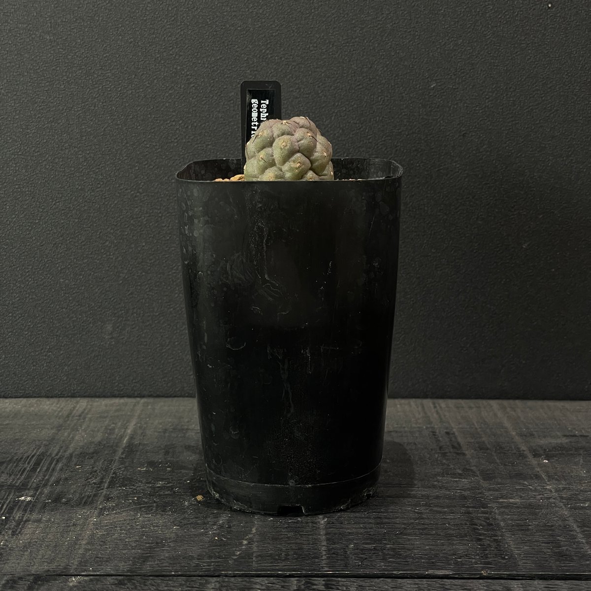 テフロカクタス ゲオメトリクス 鉢ごと ゲオメトリクス A3584☆テフロカクタス サボテン☆「送料無料」浦部陽向園