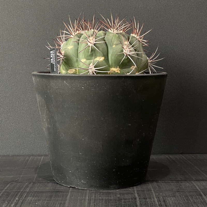 キムキム Gymnocalycium asterium【ギムノカリキウム・黒刺鳳頭