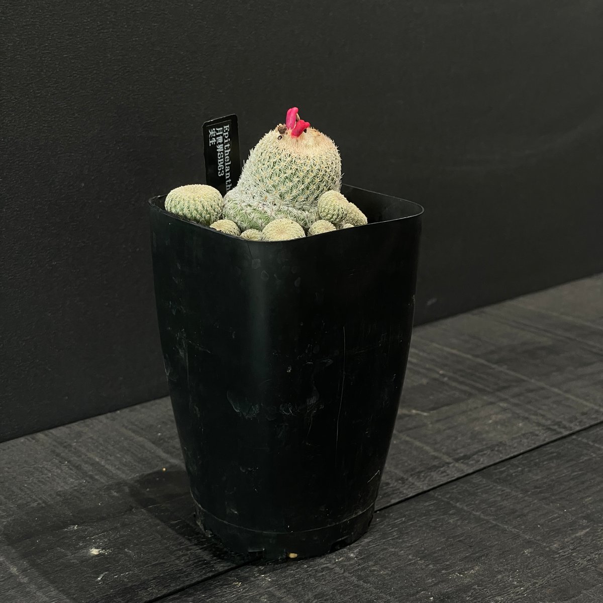 サボテン エピテランサ 月世界sb63 × プラ鉢 | 最終的にサボテン