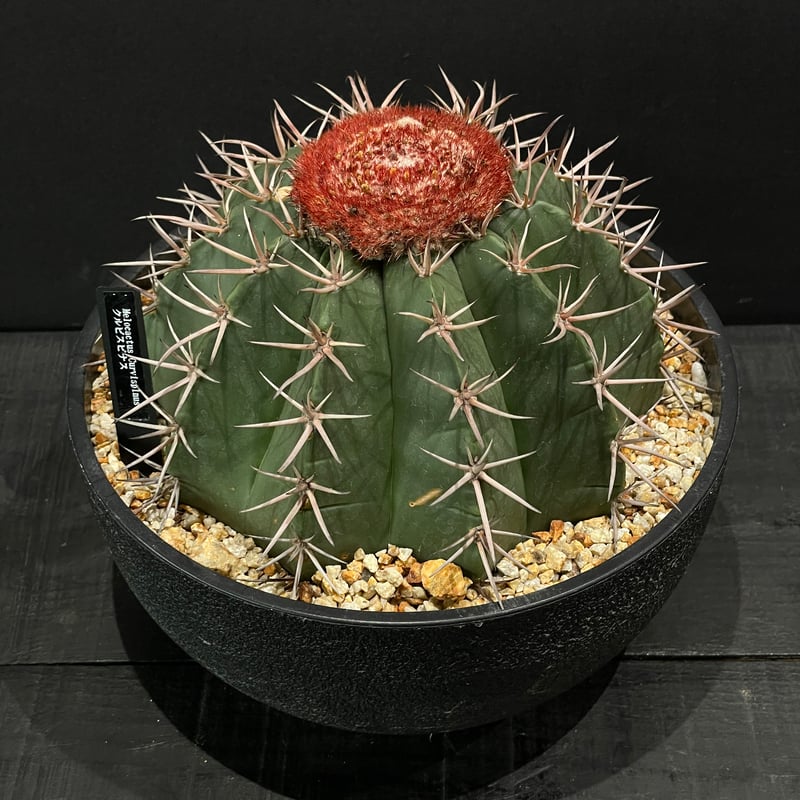 サボテン メロカクタス クルビスピナス × 樹脂鉢 | 最終的にサボテン