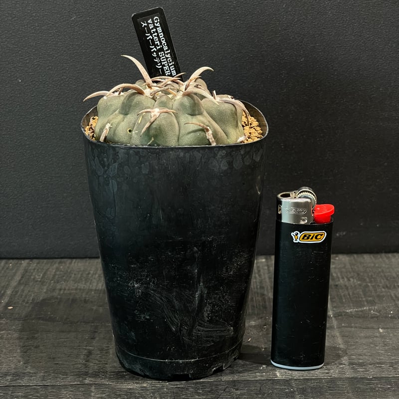 サボテン ギムノカリキウム スーパーバッテリー × プラ鉢 | 最終的に