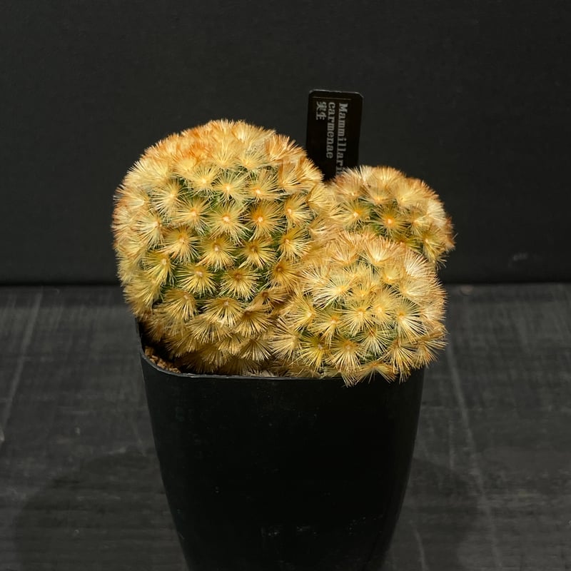 サボテン マミラリア カルメナエ × プラ鉢 | 最終的にサボテン