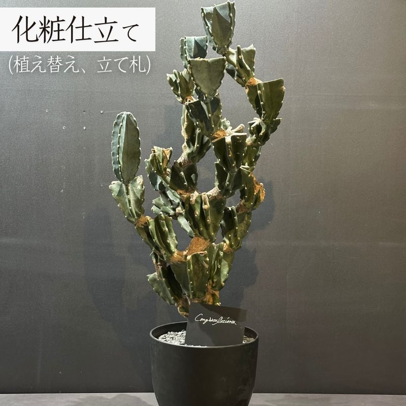 お祝いサボテン】柱サボテン 鬼面角 ブランチ ※ランダム発送