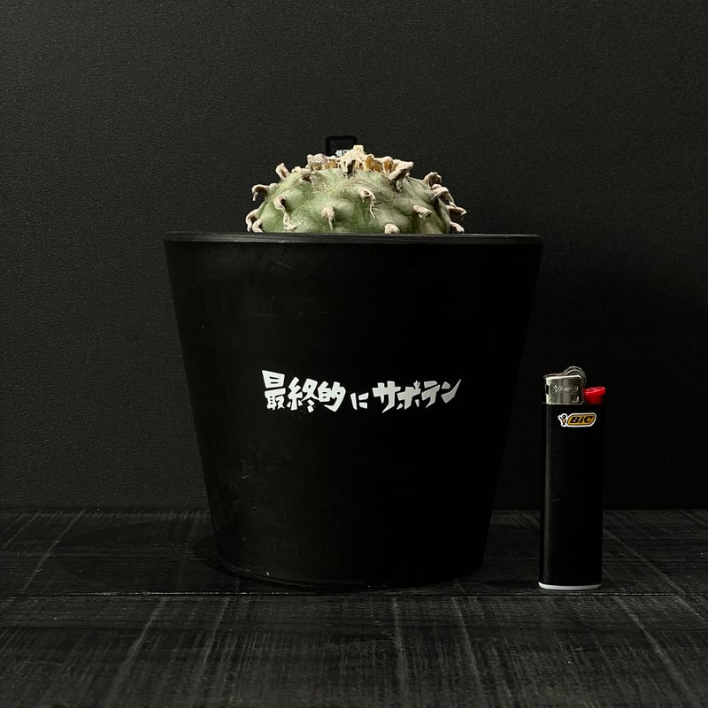 サボテン ロフォフォラ 翠冠玉 × BLACK PLASTIC POT（ロゴ入り