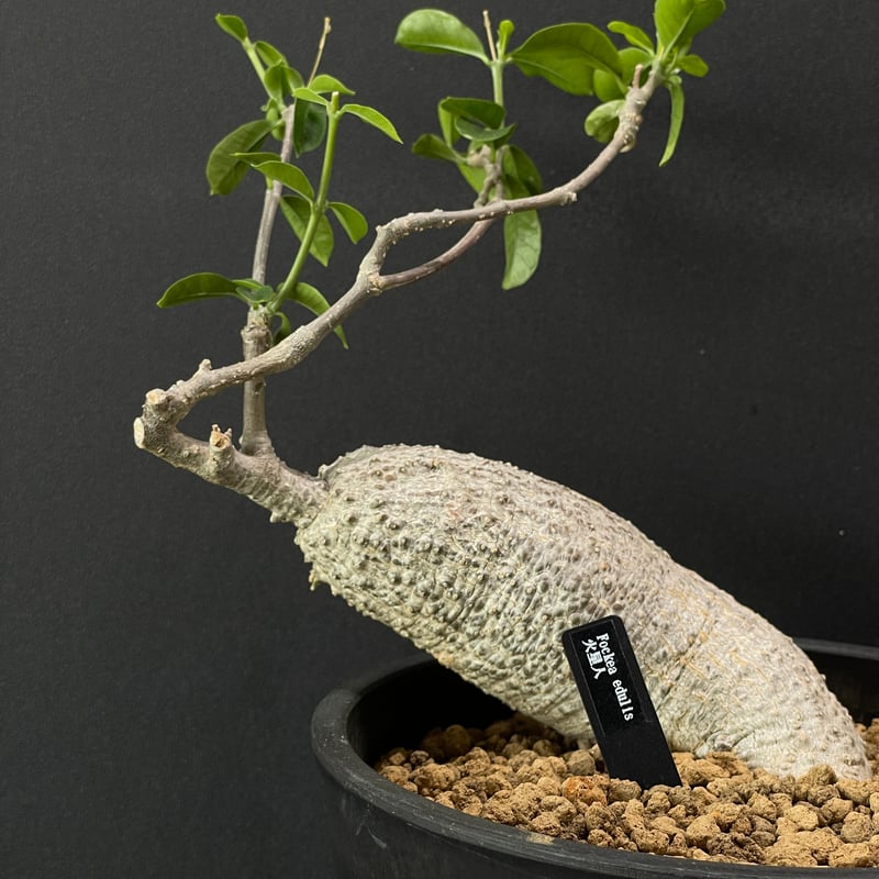 塊根植物 フォッケア エデュリス 火星人 × BLACK PLASTIC POT | 最終的