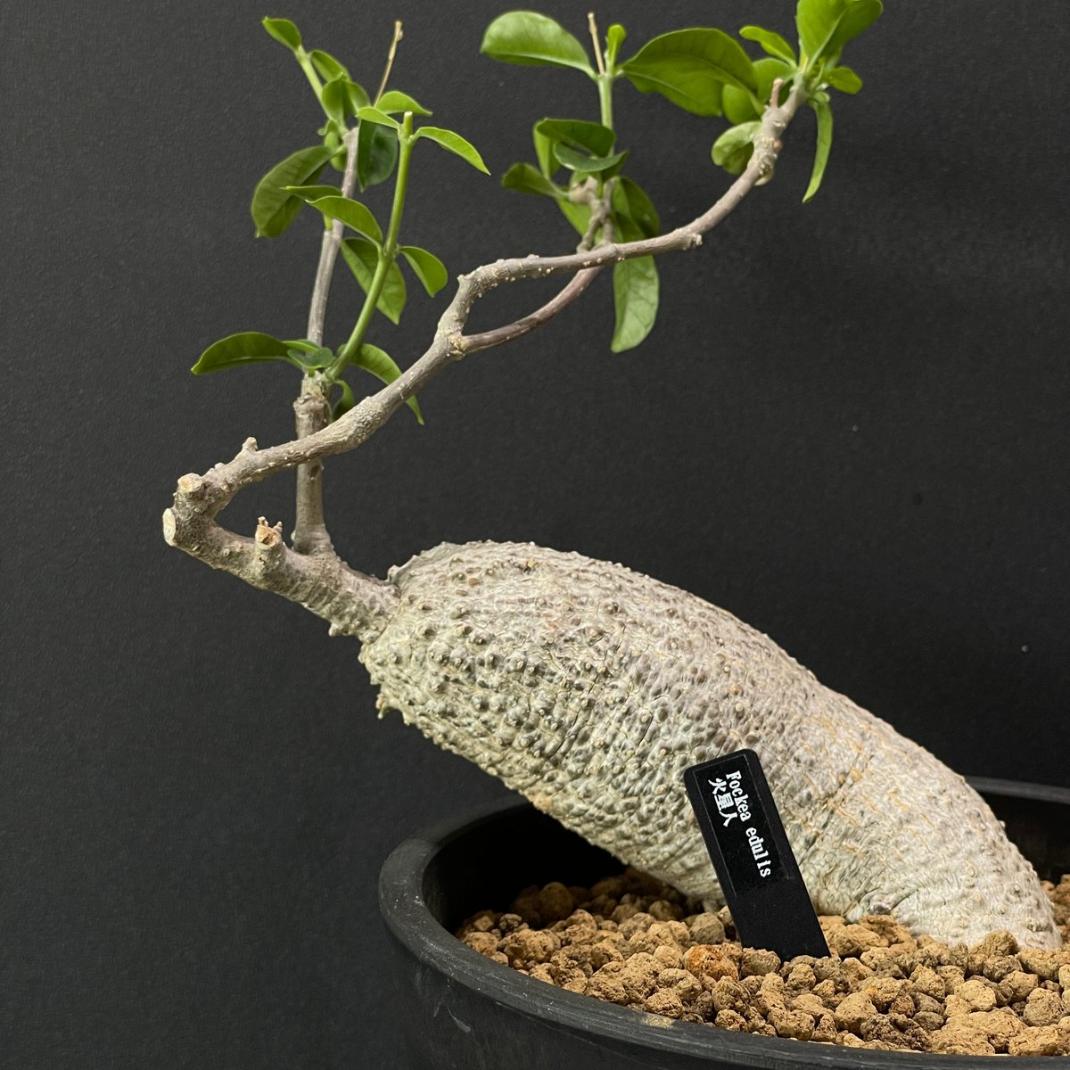 塊根植物 フォッケア エデュリス 火星人 × BLACK PLASTIC POT | 最終的